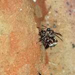 Eumeninae sp, Alice Springs, NT