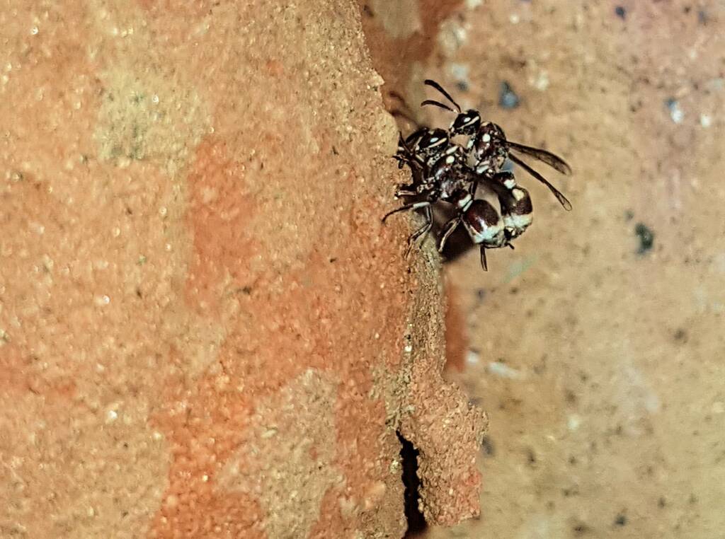 Eumeninae sp, Alice Springs, NT