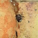 Eumeninae sp, Alice Springs, NT
