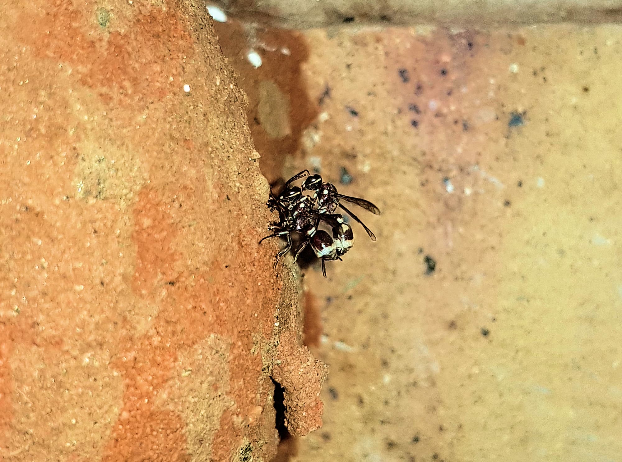 Eumeninae sp, Alice Springs, NT