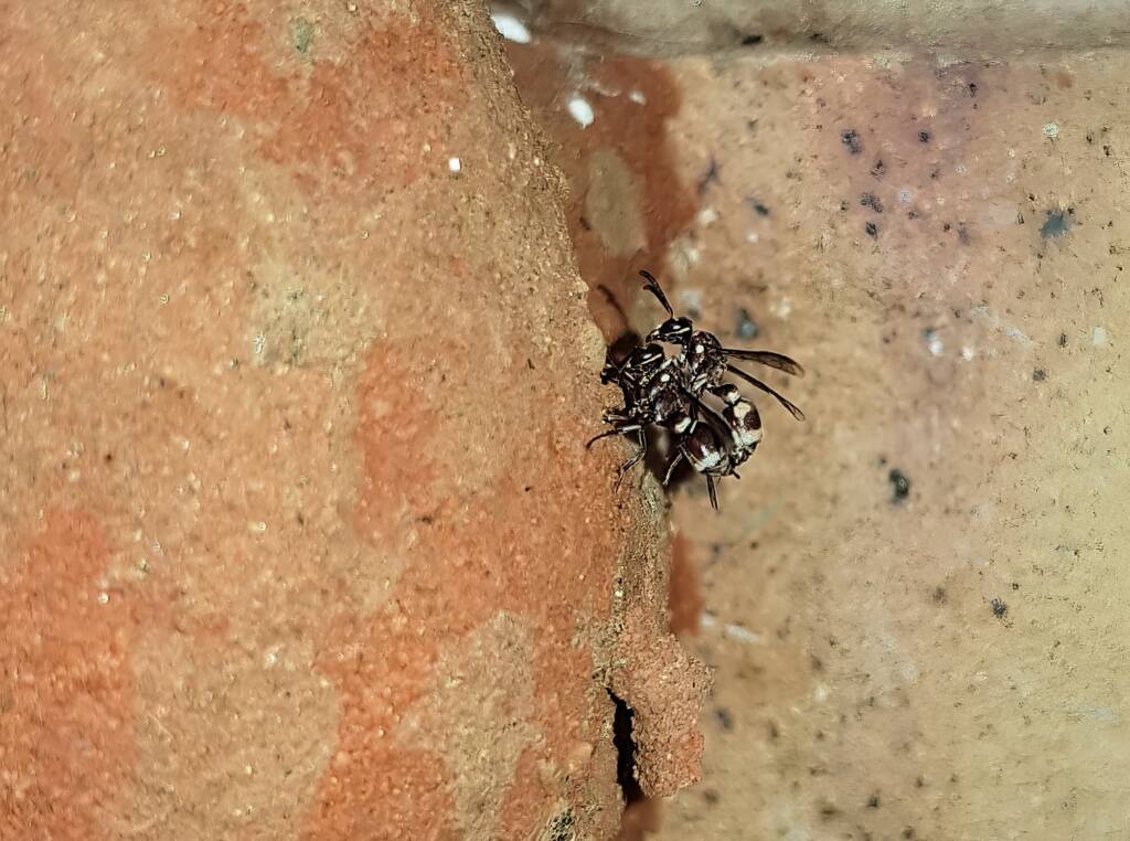 Eumeninae sp, Alice Springs, NT