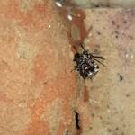 Eumeninae sp, Alice Springs, NT