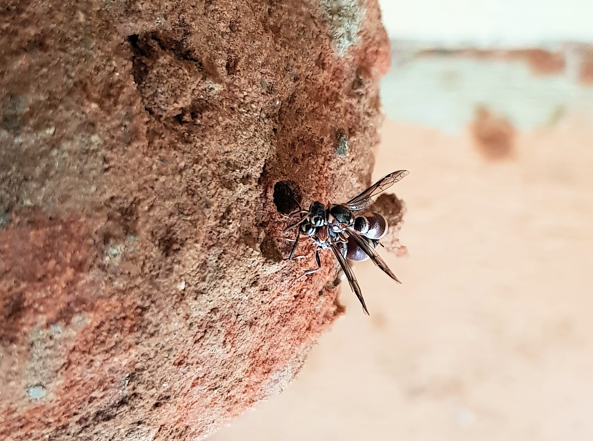 Eumeninae sp, Alice Springs, NT