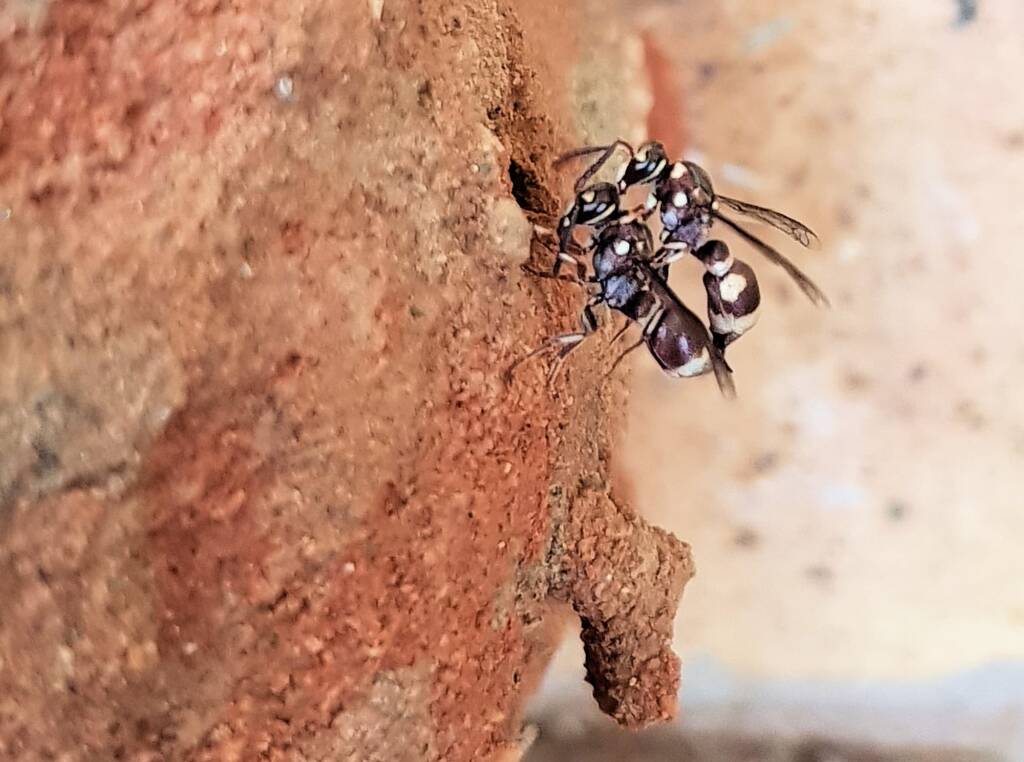 Eumeninae sp, Alice Springs, NT