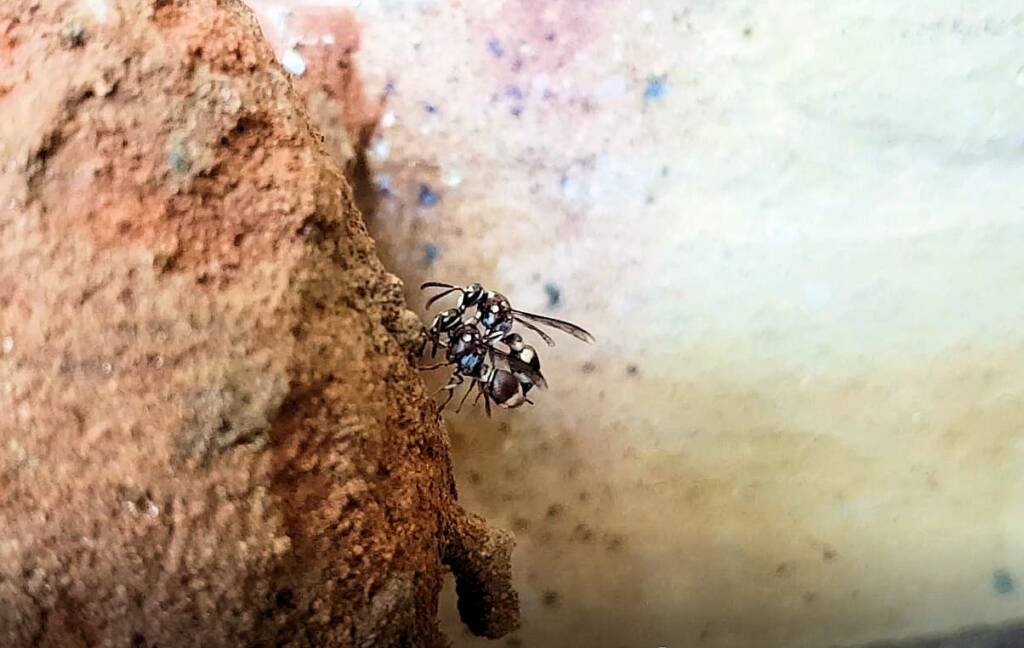Eumeninae sp, Alice Springs, NT
