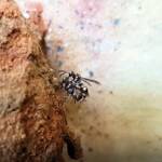 Eumeninae sp, Alice Springs, NT