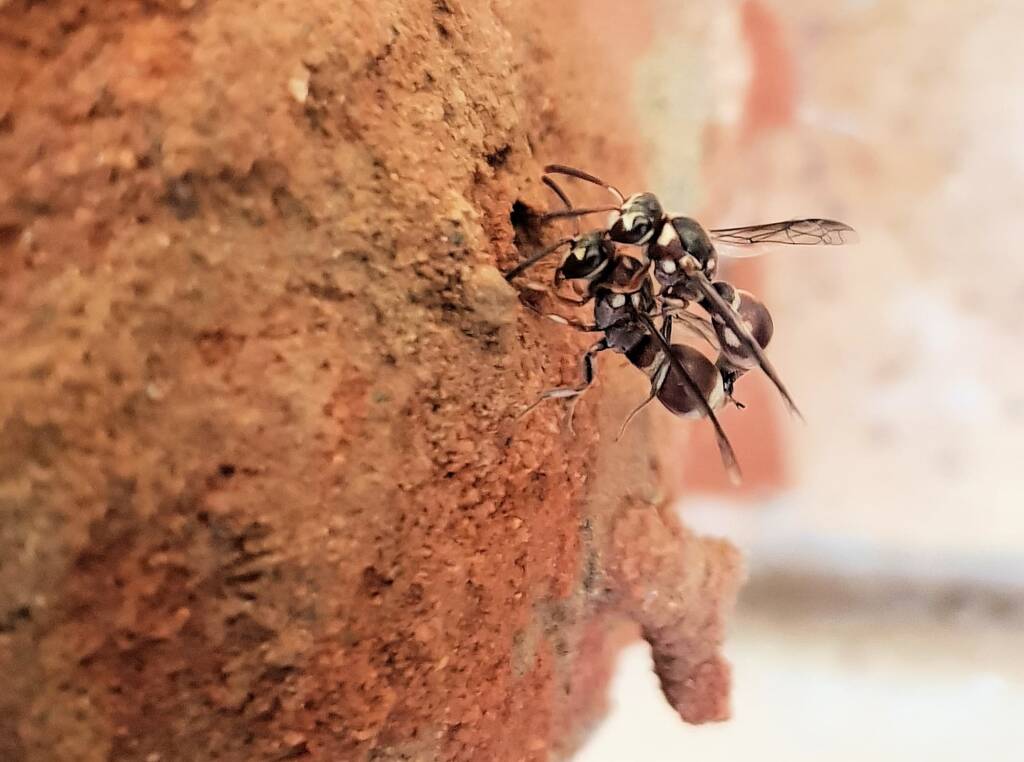 Eumeninae sp, Alice Springs, NT