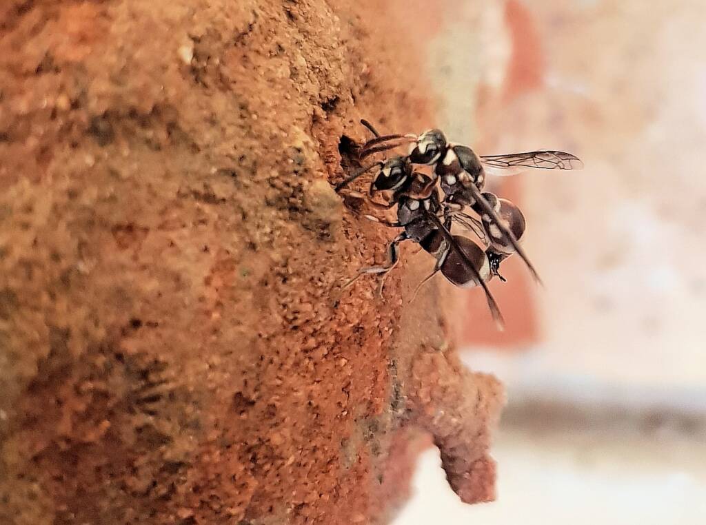 Eumeninae sp, Alice Springs, NT