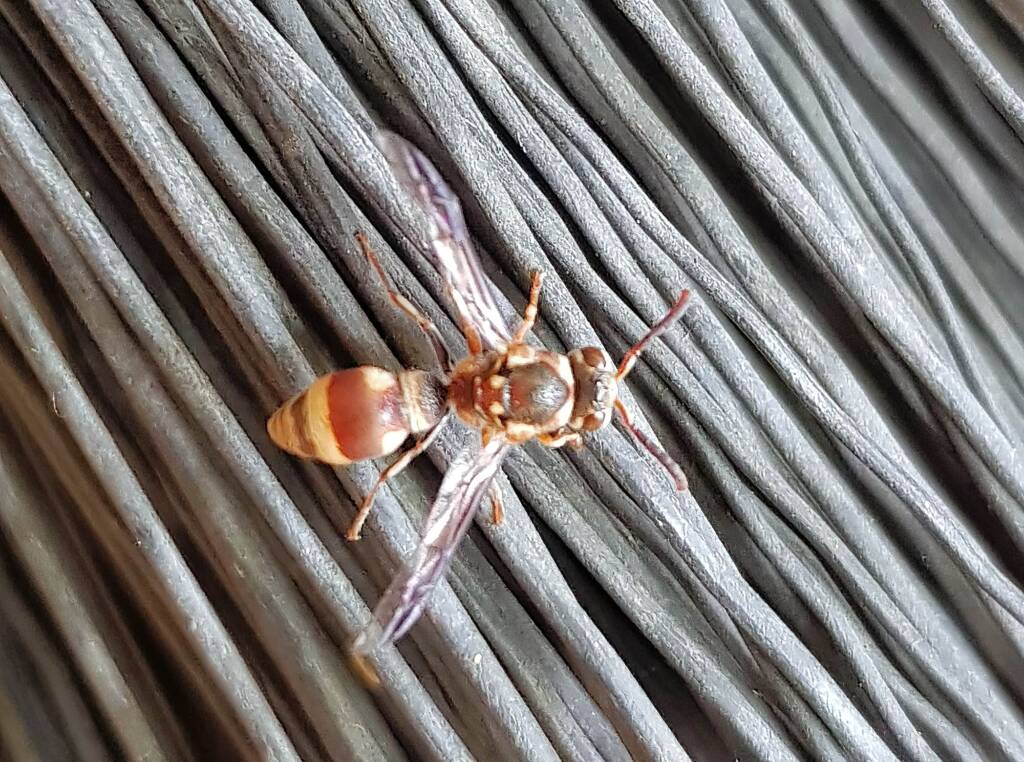 Eumeninae sp, Alice Springs, NT