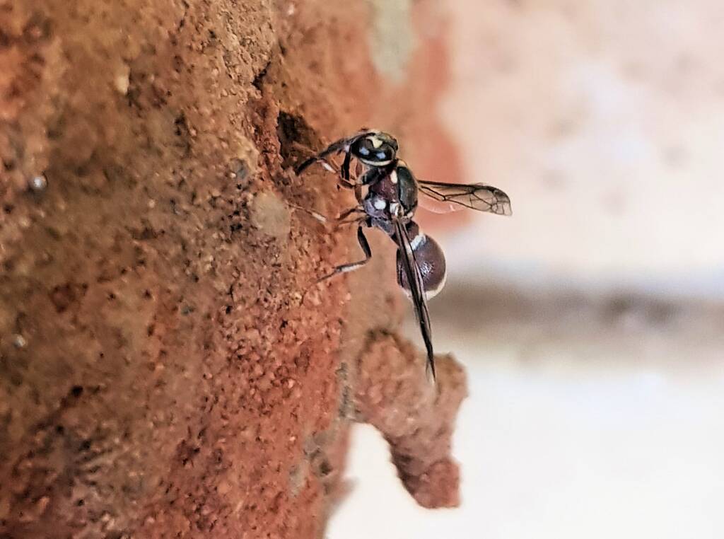 Eumeninae sp, Alice Springs, NT
