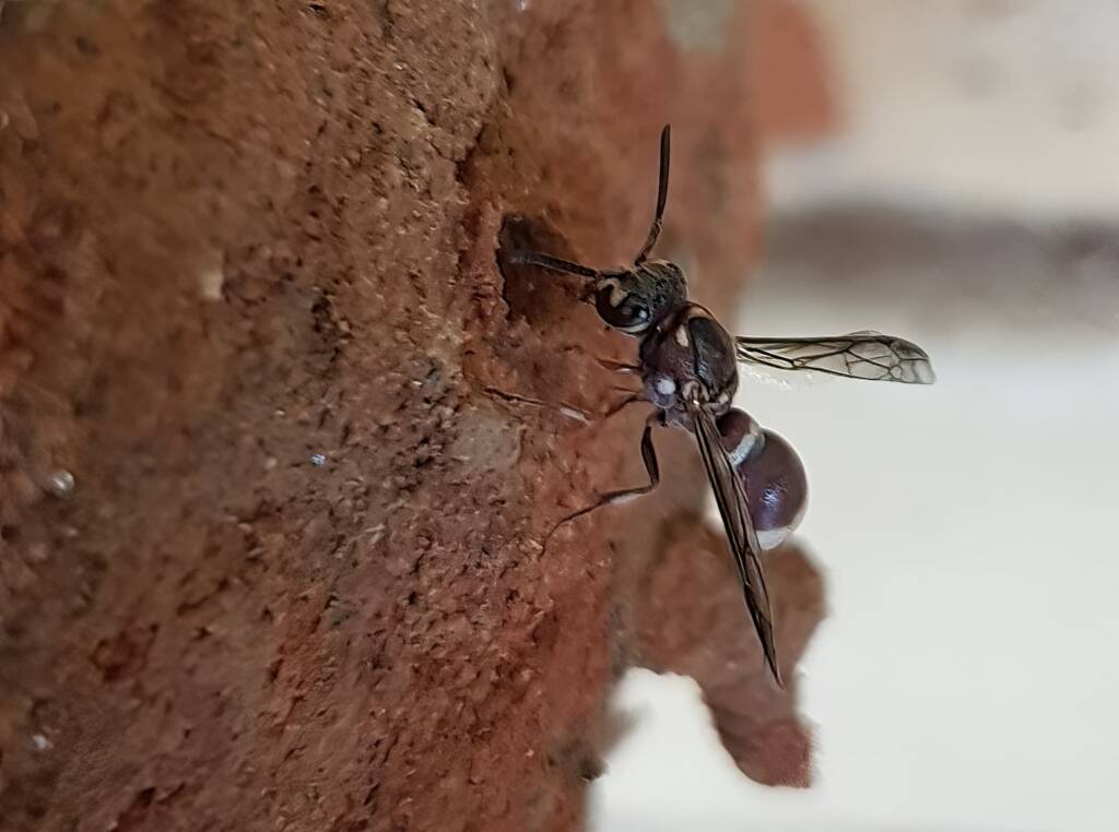 Eumeninae sp, Alice Springs, NT