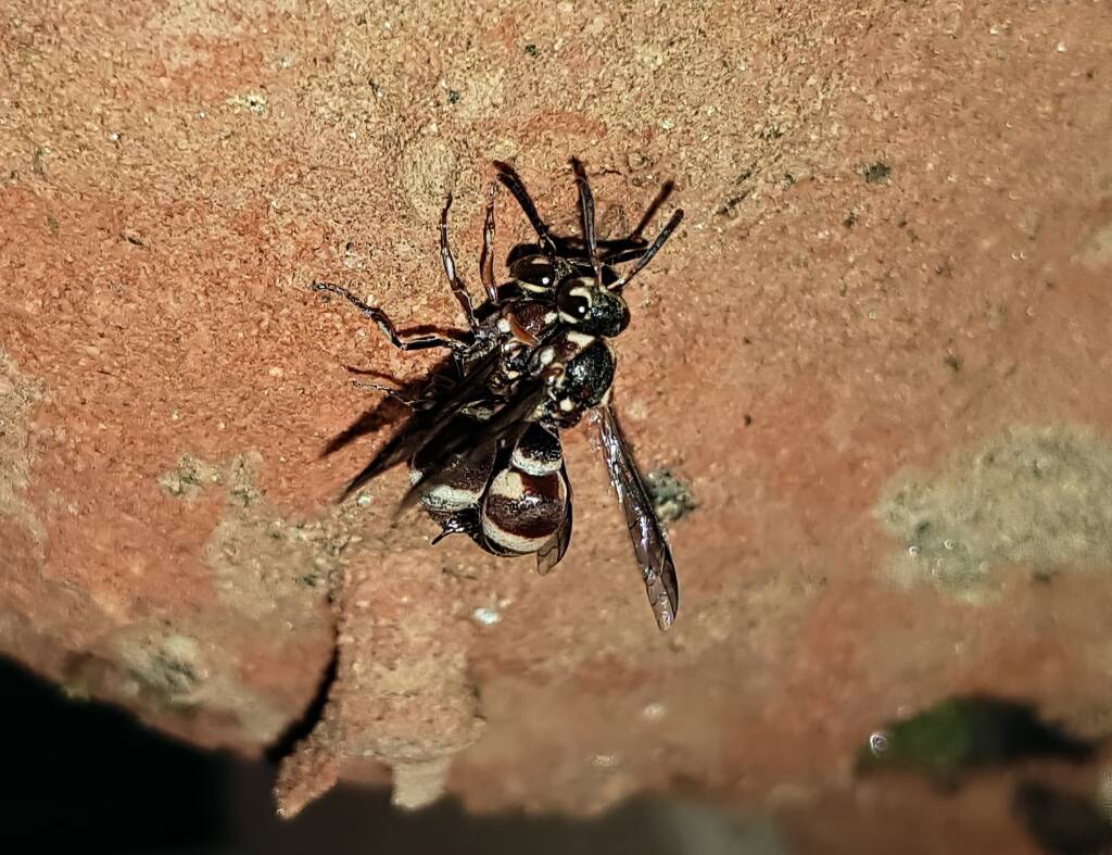 Eumeninae sp, Alice Springs, NT