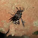 Eumeninae sp, Alice Springs, NT
