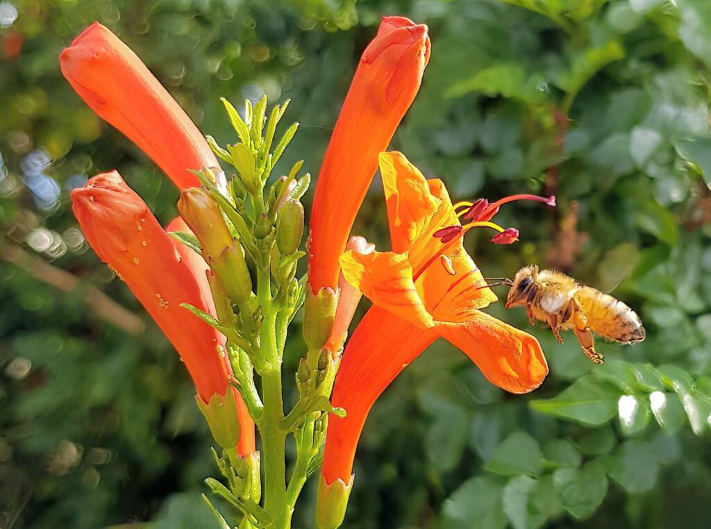 European Honey Bee (Apis mellifera) on a Cape honeysuckle (Tecoma capensis)