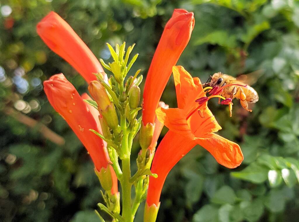 European Honey Bee (Apis mellifera) on a Cape honeysuckle (Tecoma capensis)