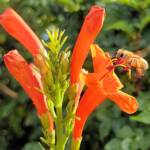 European Honey Bee (Apis mellifera) on a Cape honeysuckle (Tecoma capensis)
