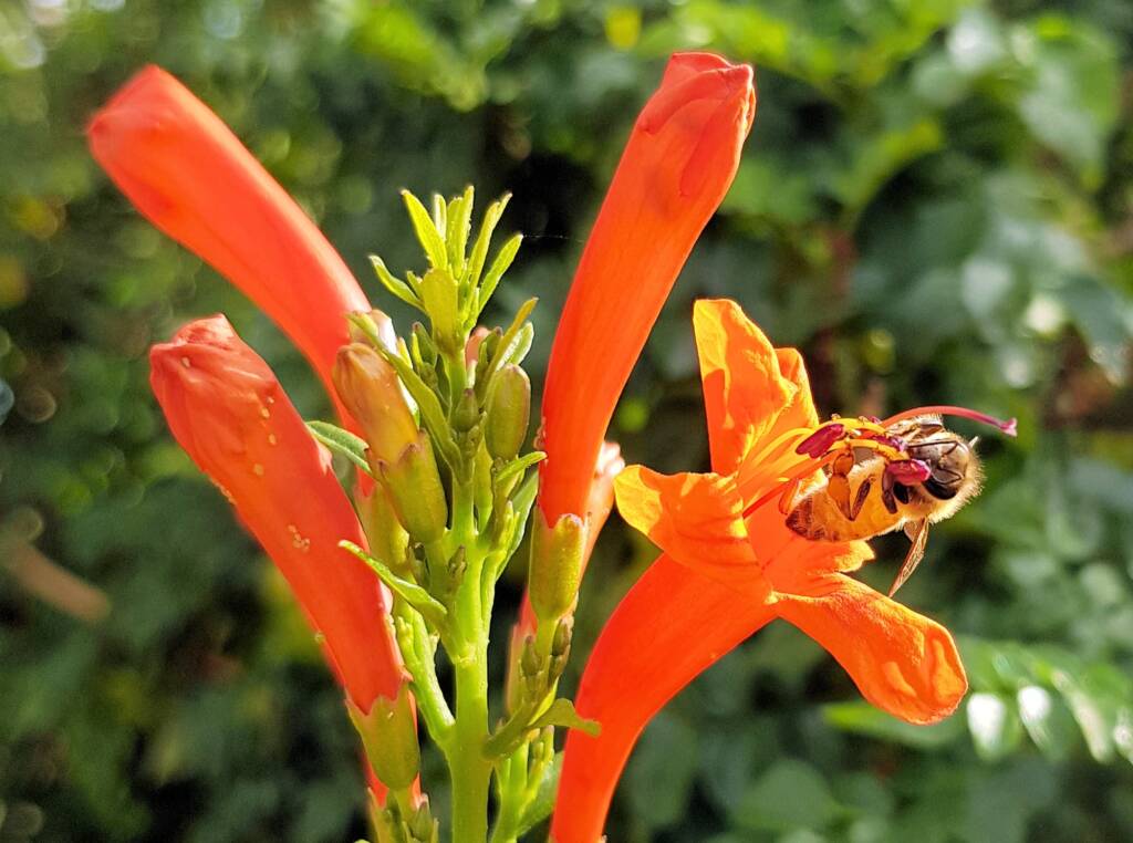 European Honey Bee (Apis mellifera) on a Cape honeysuckle (Tecoma capensis)