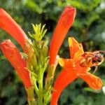 European Honey Bee (Apis mellifera) on a Cape honeysuckle (Tecoma capensis)
