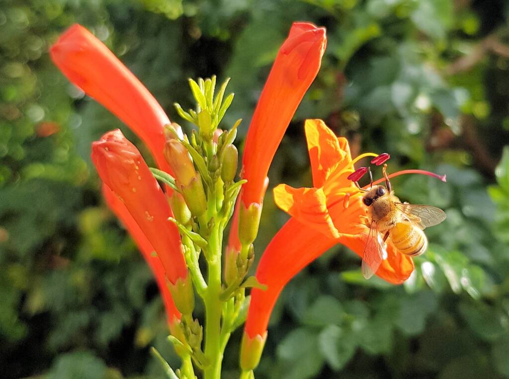 European Honey Bee (Apis mellifera) on a Cape honeysuckle (Tecoma capensis)