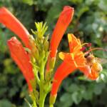European Honey Bee (Apis mellifera) on a Cape honeysuckle (Tecoma capensis)