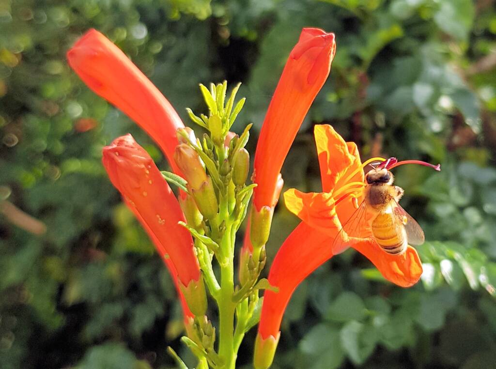European Honey Bee (Apis mellifera) on a Cape honeysuckle (Tecoma capensis)