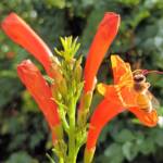 European Honey Bee (Apis mellifera) on a Cape honeysuckle (Tecoma capensis)