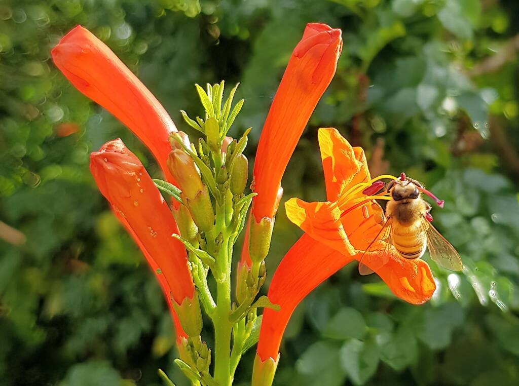 European Honey Bee (Apis mellifera) on a Cape honeysuckle (Tecoma capensis)