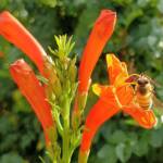 European Honey Bee (Apis mellifera) on a Cape honeysuckle (Tecoma capensis)
