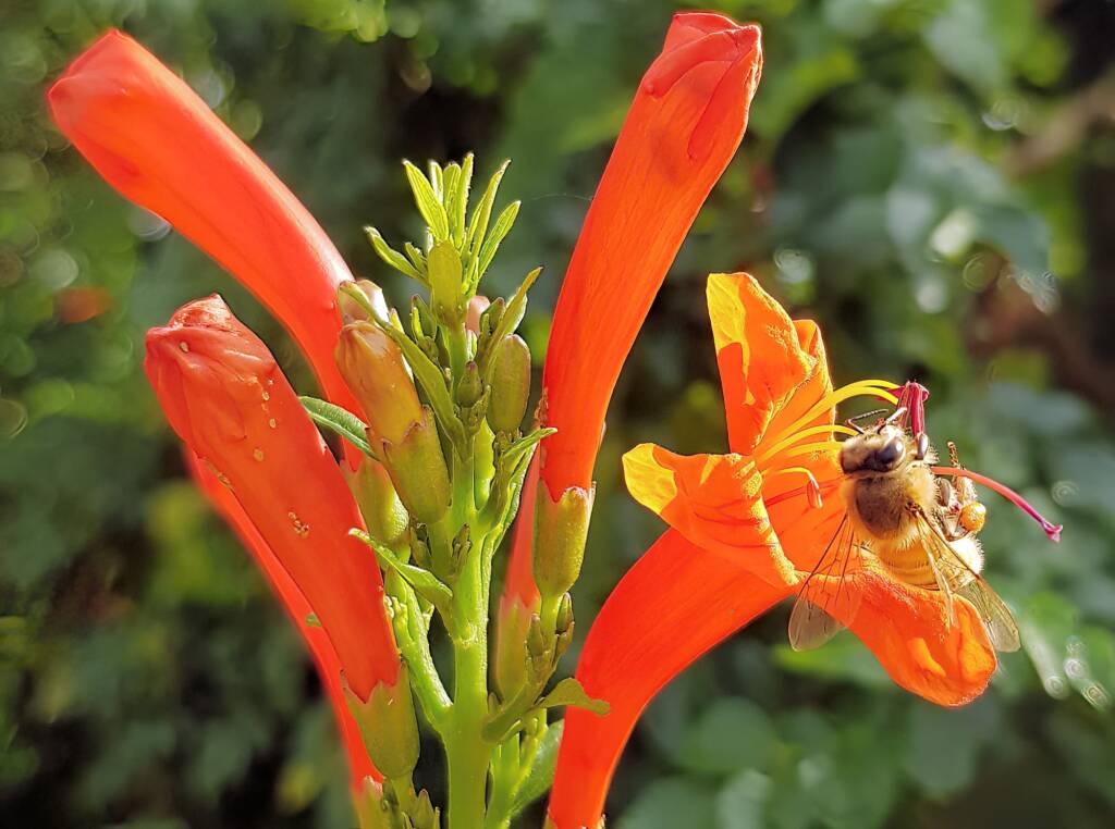European Honey Bee (Apis mellifera) on a Cape honeysuckle (Tecoma capensis)