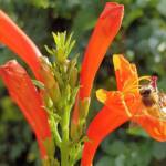 European Honey Bee (Apis mellifera) on a Cape honeysuckle (Tecoma capensis)