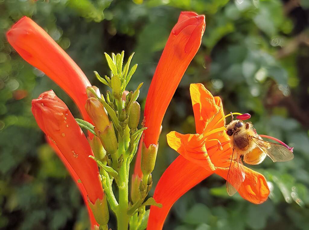 European Honey Bee (Apis mellifera) on a Cape honeysuckle (Tecoma capensis)