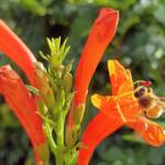 European Honey Bee (Apis mellifera) on a Cape honeysuckle (Tecoma capensis)