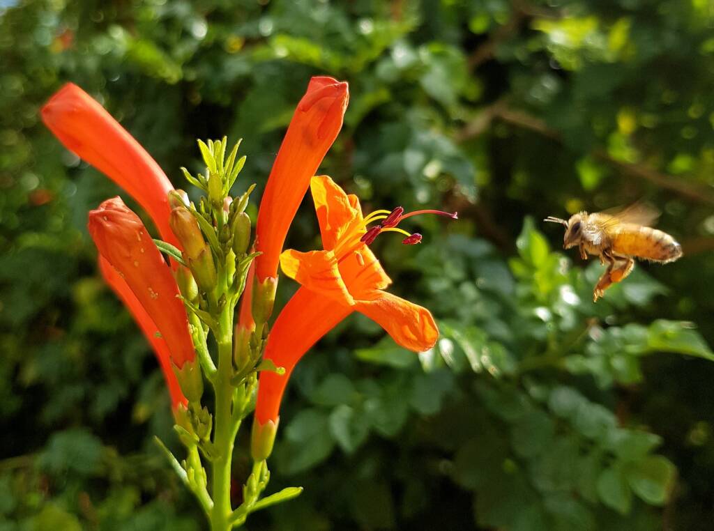 European Honey Bee (Apis mellifera) on a Cape honeysuckle (Tecoma capensis)