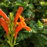 European Honey Bee (Apis mellifera) on a Cape honeysuckle (Tecoma capensis)