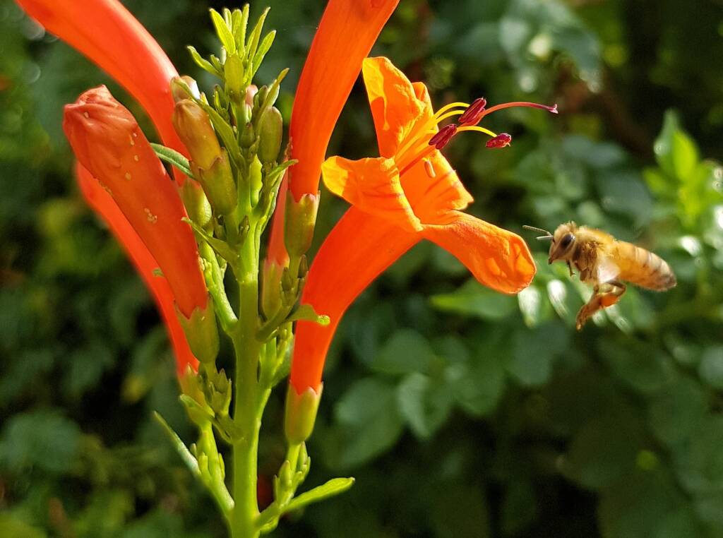 European Honey Bee (Apis mellifera) on a Cape honeysuckle (Tecoma capensis)