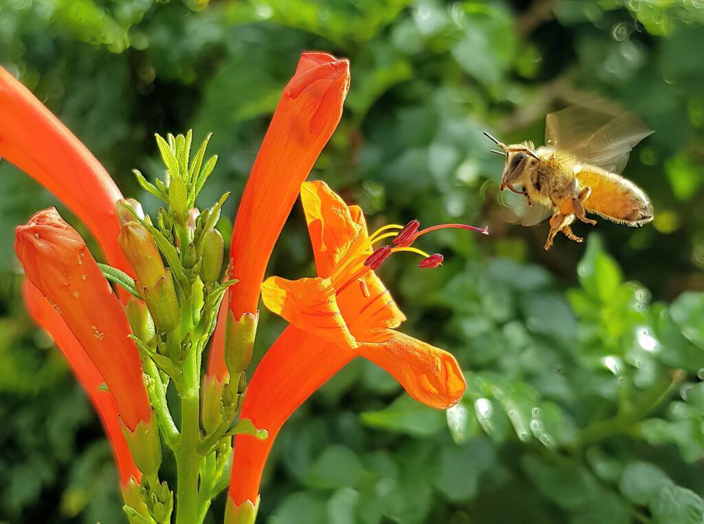 European Honey Bee (Apis mellifera) on a Cape honeysuckle (Tecoma capensis)