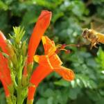 European Honey Bee (Apis mellifera) on a Cape honeysuckle (Tecoma capensis)