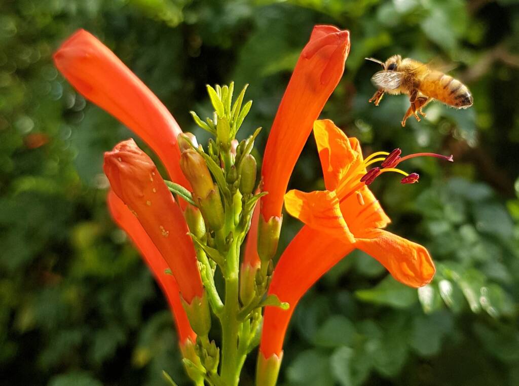 European Honey Bee (Apis mellifera) on a Cape honeysuckle (Tecoma capensis)