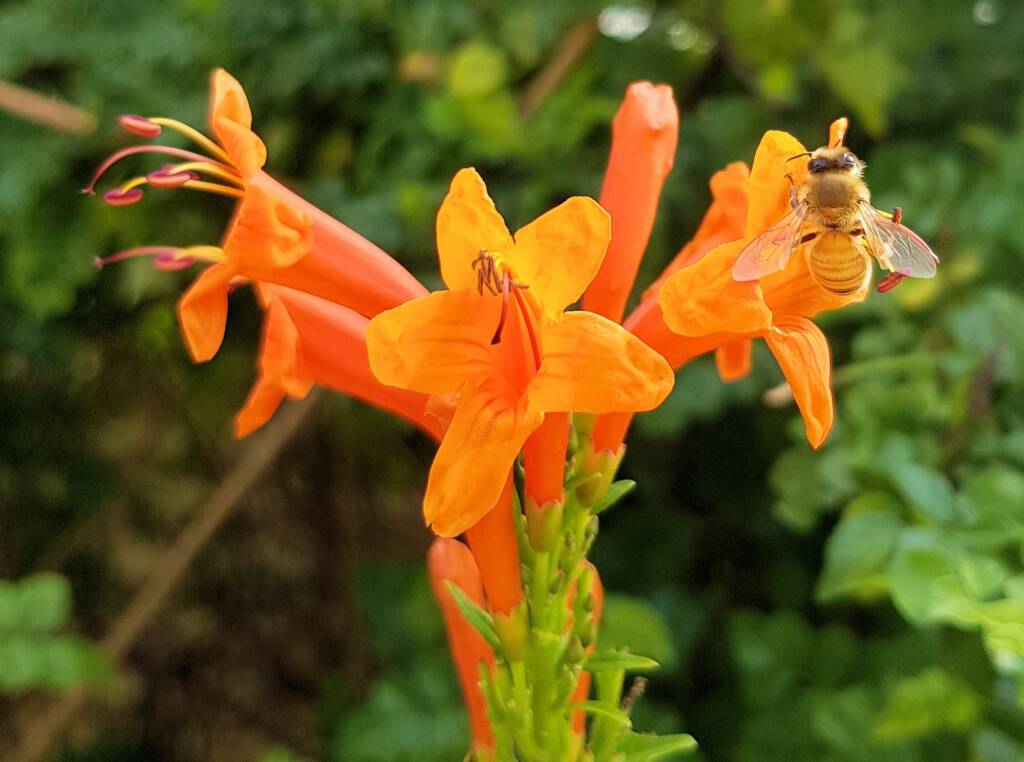 European Honey Bee (Apis mellifera) on a Cape honeysuckle (Tecoma capensis)