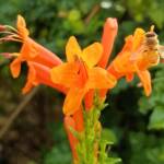 European Honey Bee (Apis mellifera) on a Cape honeysuckle (Tecoma capensis)