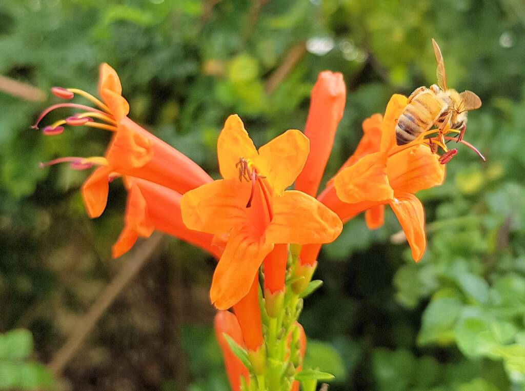 European Honey Bee (Apis mellifera) on a Cape honeysuckle (Tecoma capensis)