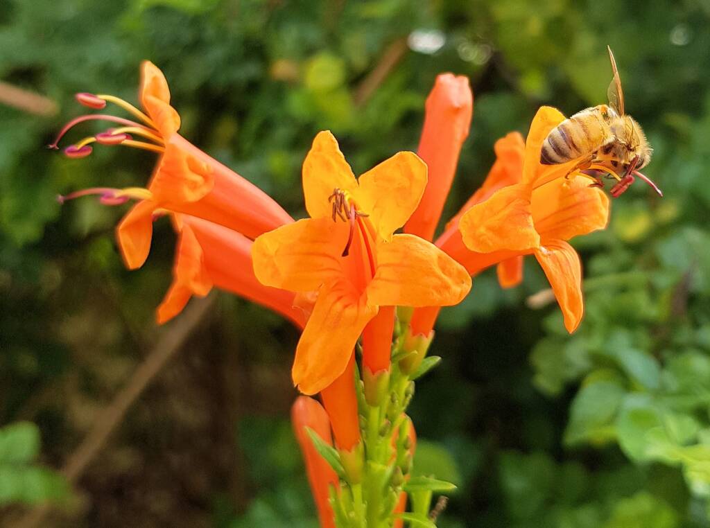 European Honey Bee (Apis mellifera) on a Cape honeysuckle (Tecoma capensis)