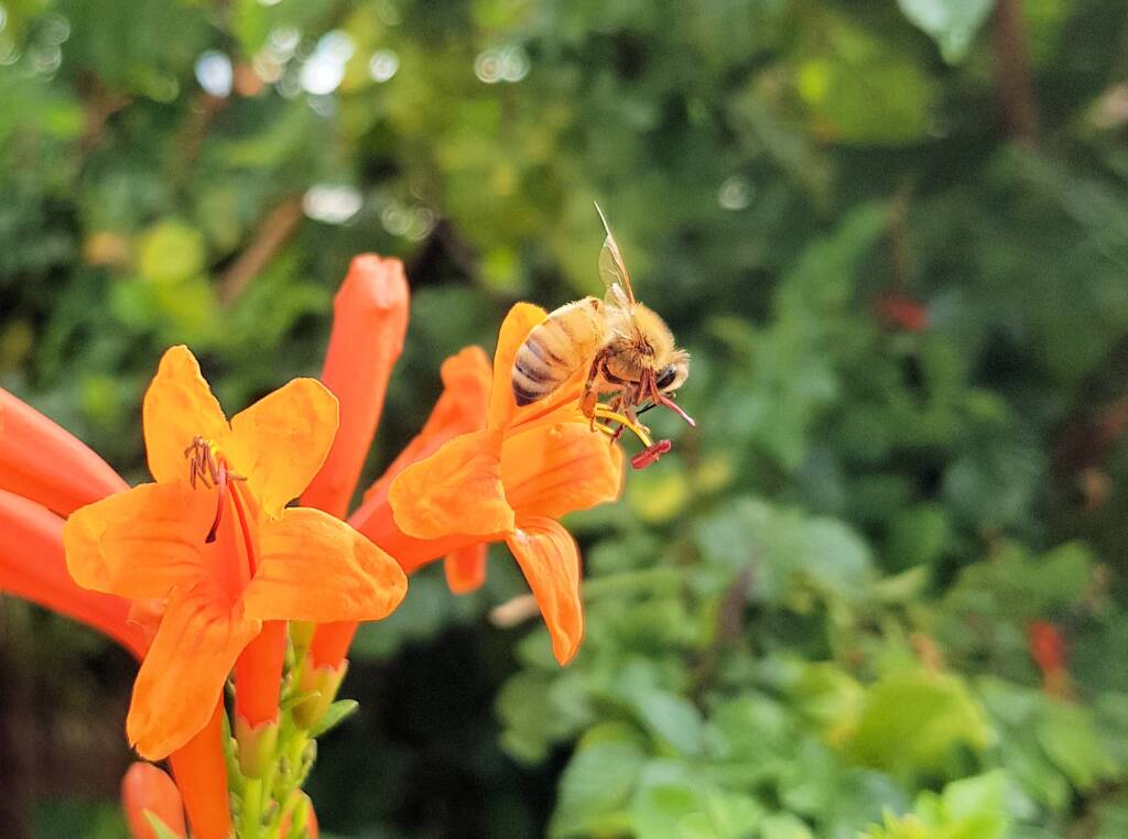 European Honey Bee (Apis mellifera) on a Cape honeysuckle (Tecoma capensis)