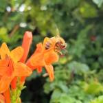 European Honey Bee (Apis mellifera) on a Cape honeysuckle (Tecoma capensis)