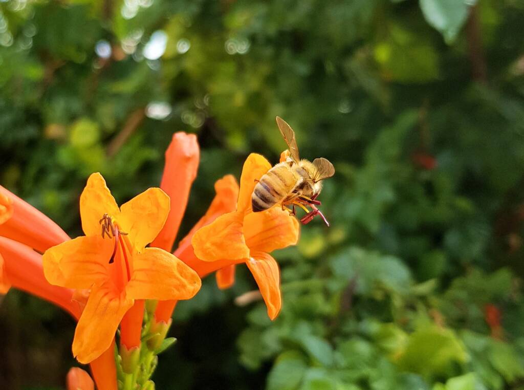 European Honey Bee (Apis mellifera) on a Cape honeysuckle (Tecoma capensis)