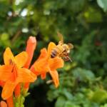 European Honey Bee (Apis mellifera) on a Cape honeysuckle (Tecoma capensis)