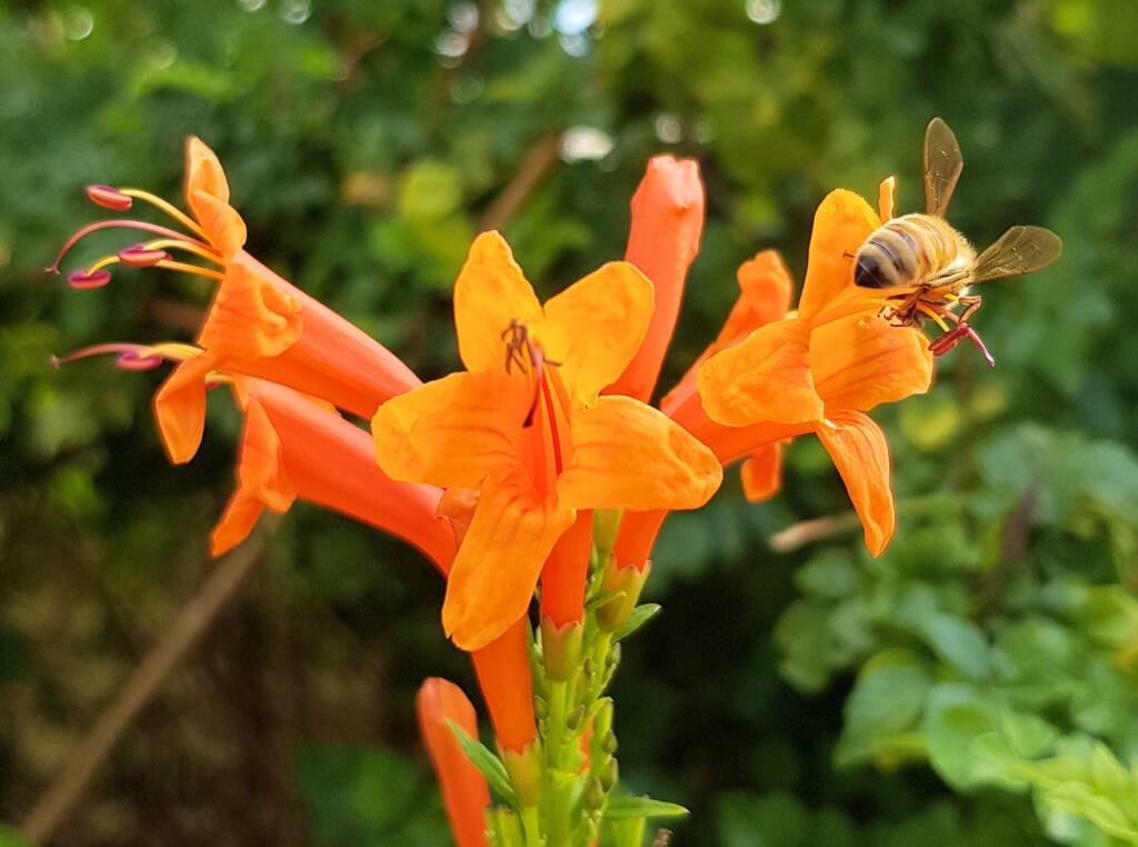 European Honey Bee (Apis mellifera) on a Cape honeysuckle (Tecoma capensis)