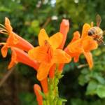 European Honey Bee (Apis mellifera) on a Cape honeysuckle (Tecoma capensis)