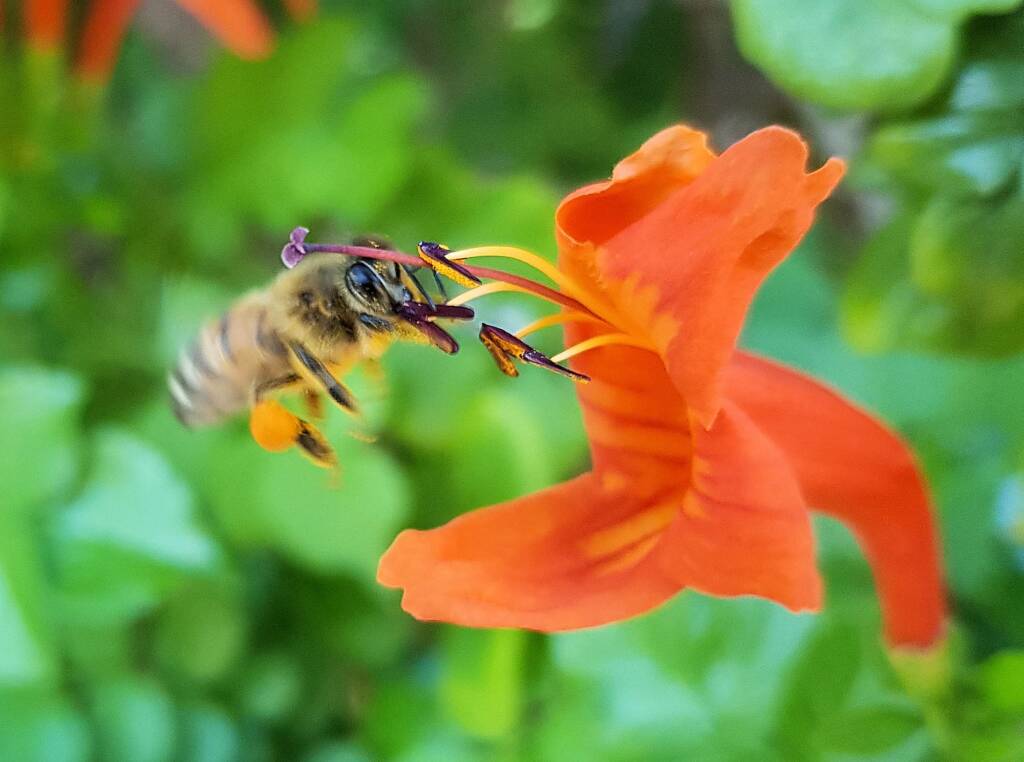 European Honey Bee (Apis mellifera) on a Cape honeysuckle (Tecoma capensis)