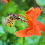 European Honey Bee (Apis mellifera) on a Cape honeysuckle (Tecoma capensis)